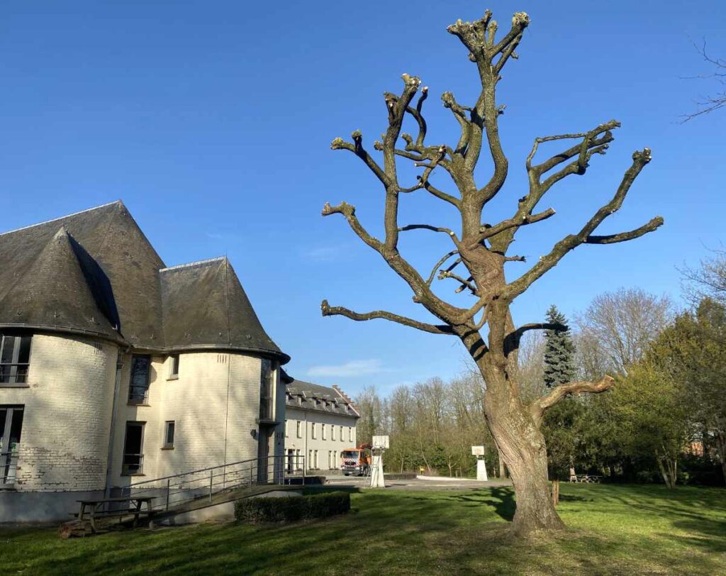 knotten van moeilijke grote boom te Dilbeek 