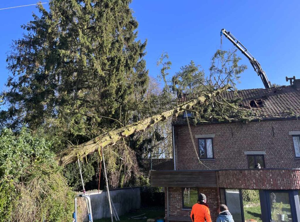 dringende velling van bomen acuut gevaar 