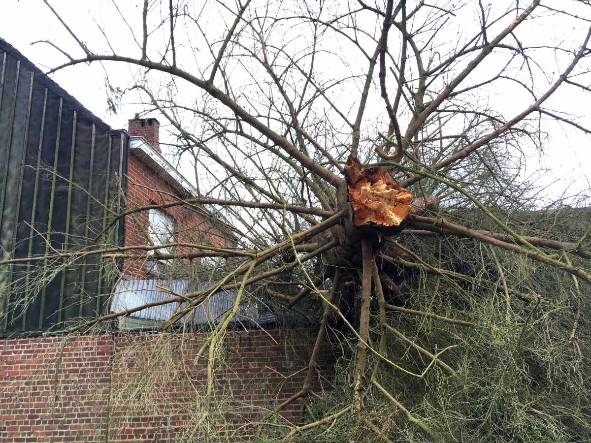 Afgebroken boom verwijderen 