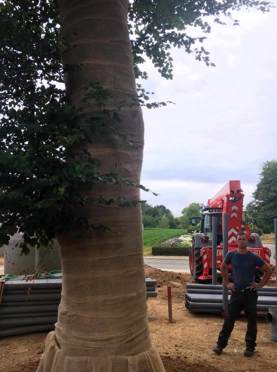 Bomen beschermen tegen zonnebrand