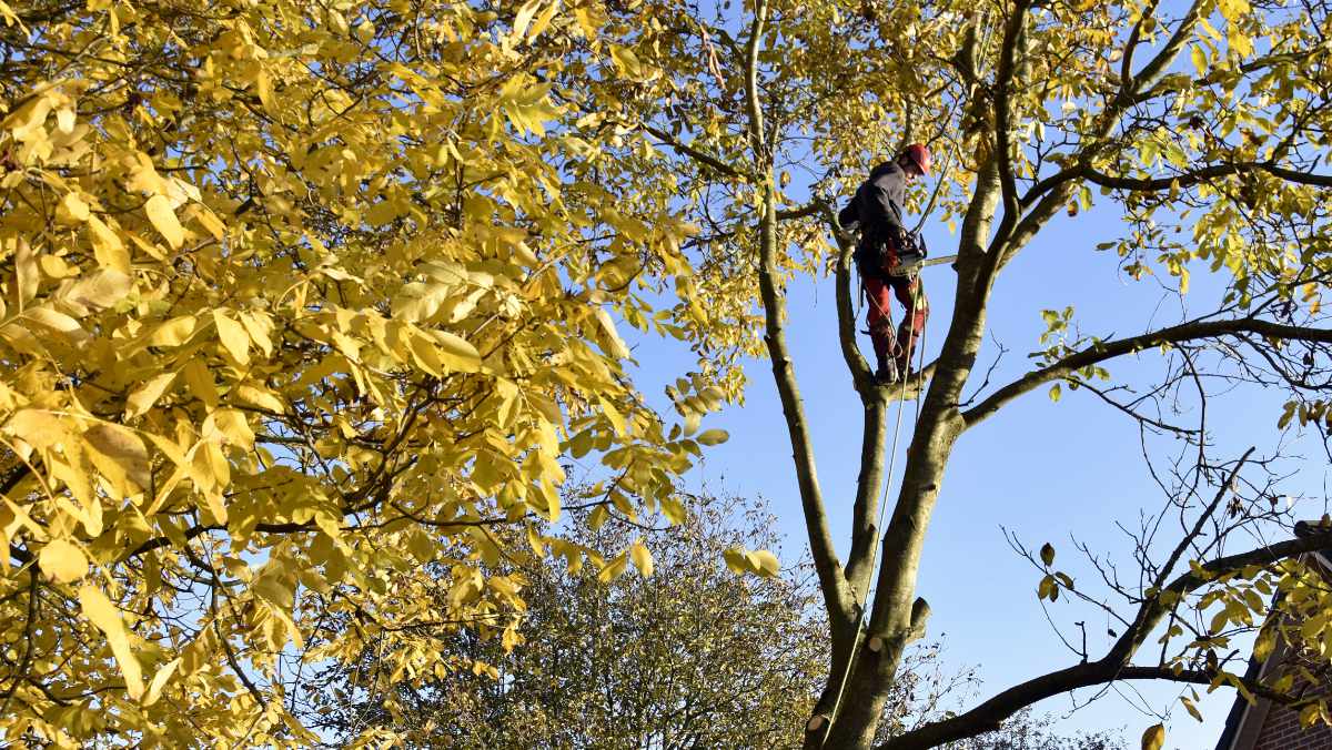 Dode boom verwijderen 