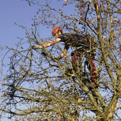 boomsnoeier met kettingzaag snoeien van bomen