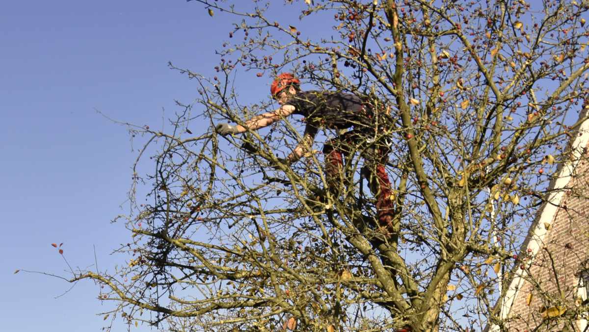 boomsnoeier met kettingzaag snoeien van bomen