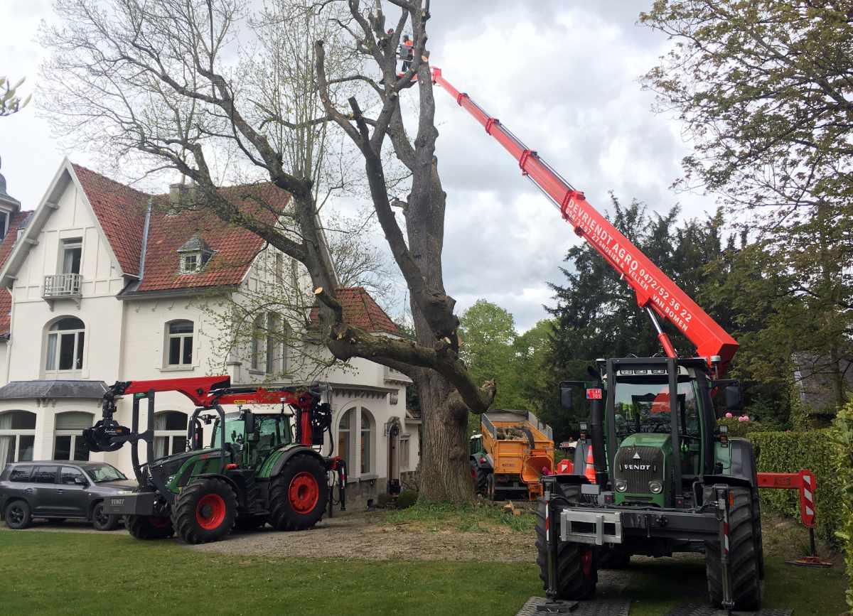 Moeilijke boom vellen Dilbeek 