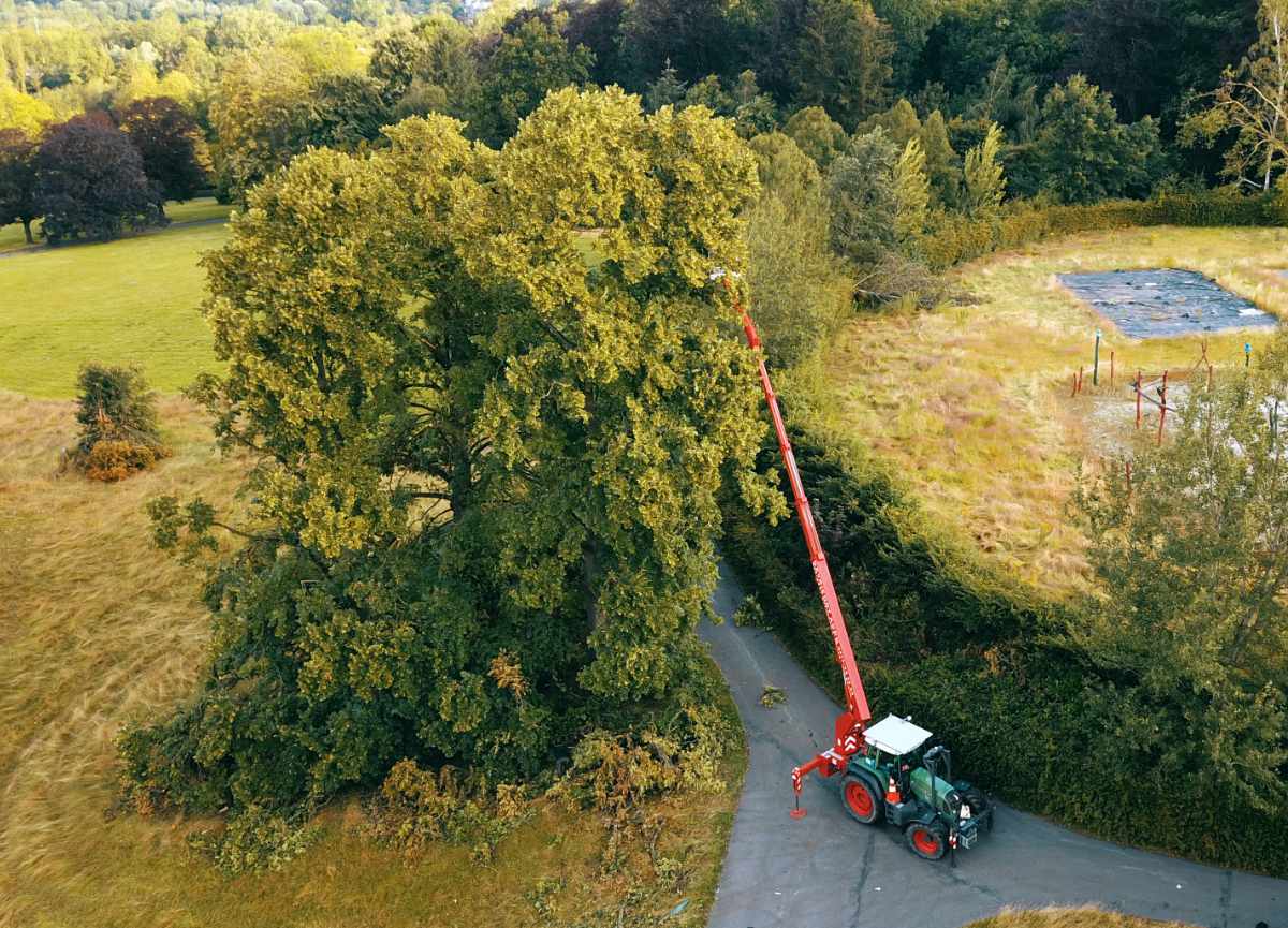 Takken veilig snoeien door boomsnoeier met hoogtewerker