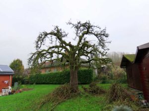 Snoeien van fruitbomen en leifruit Roosdaal 